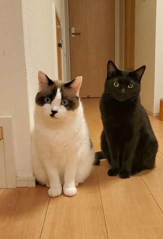 シャム猫と黒猫