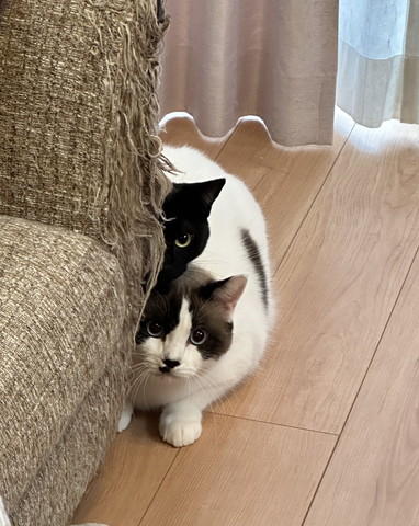 影に隠れる猫ちゃんたち