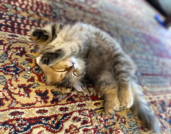 寝るツナちゃん