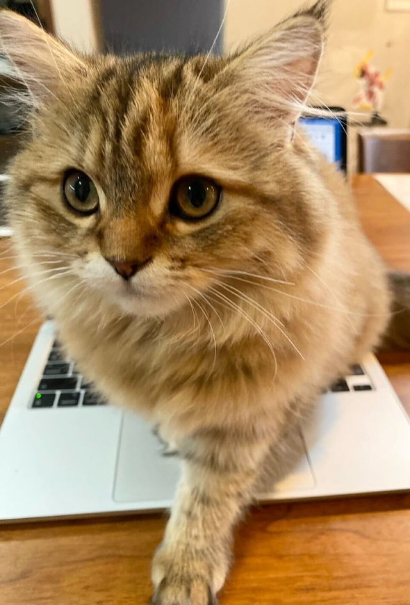 PC乗るツナちゃん