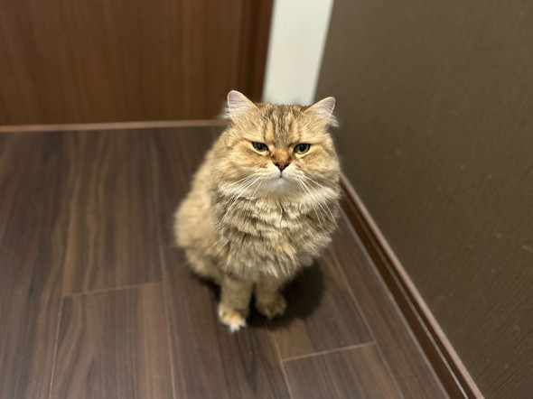 トイレきたツナちゃん