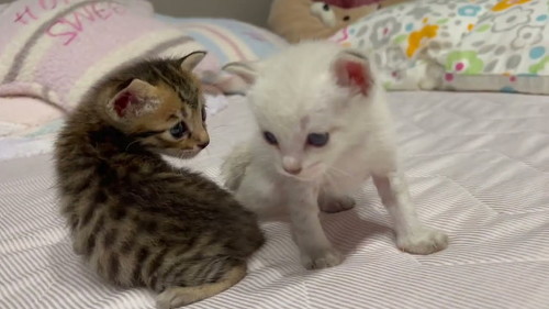 保護子猫