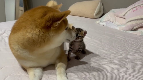 犬と子猫