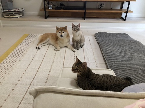 犬と猫