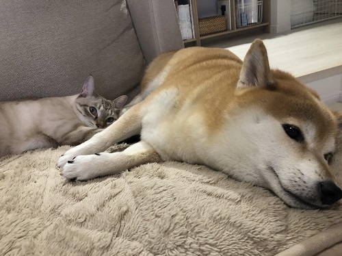 犬と猫