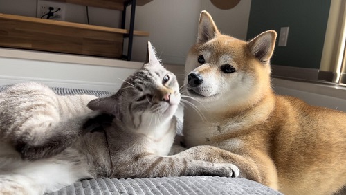 犬と猫