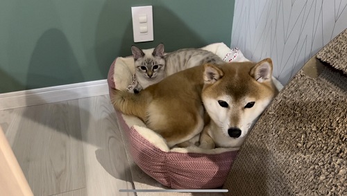 犬と猫