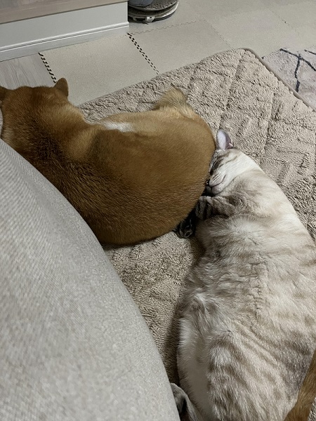 犬と猫