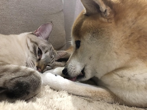 犬と猫