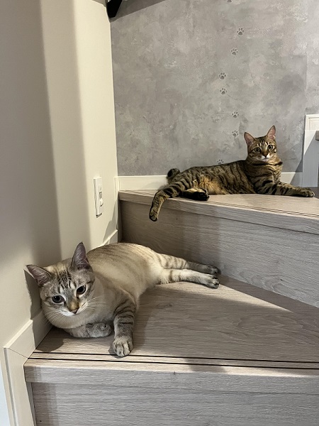 猫