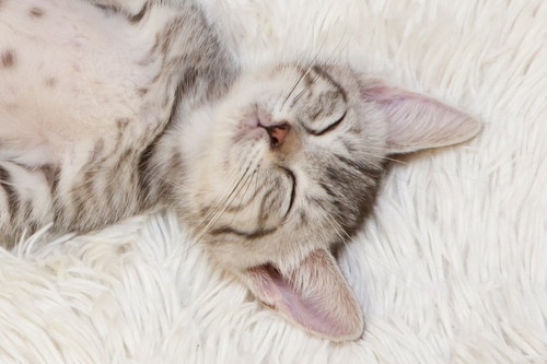 白いカーペット上でへそ天になり爆睡する子猫の顔アップ