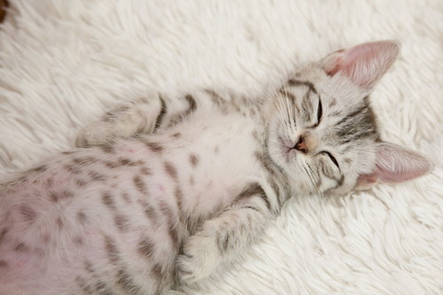 白いカーペット上でへそ天になり爆睡する子猫