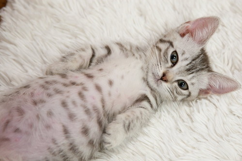 白いカーペット上でへそ天になり目を開く子猫