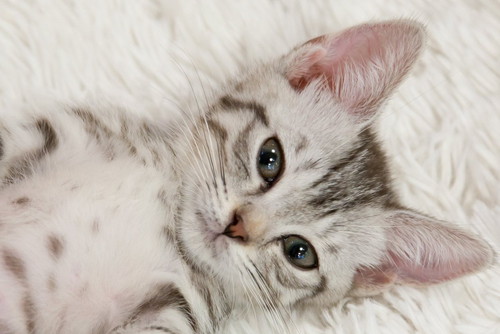 白いカーペット上でへそ天になり目を開く子猫の顔アップ