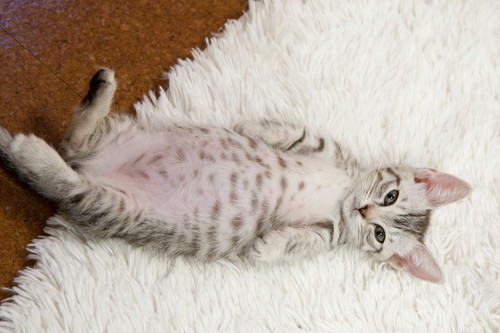 白いカーペット上でへそ天になり目を開く子猫