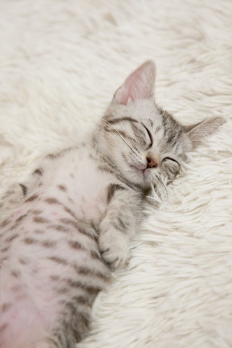 白いカーペット上でへそ天になり再び爆睡する子猫