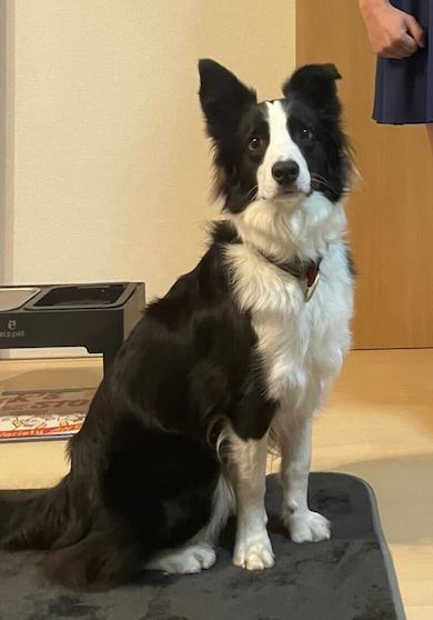 ポーズをとるワンコのアップ