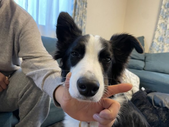 飼い主の指の上に顎をのせたワンコ