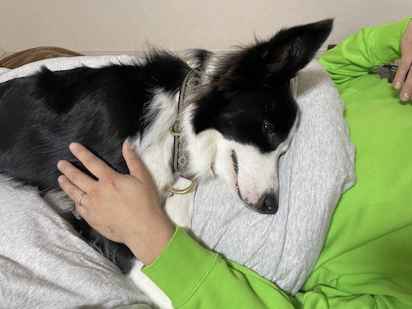 飼い主の胸の上で寝そべるワンコ