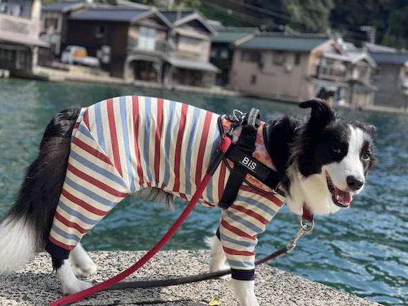 海のそばでたたずむワンコ