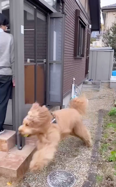 追いかけっこをするデカワンコ