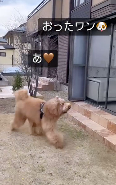 追いかけっこをするデカワンコ