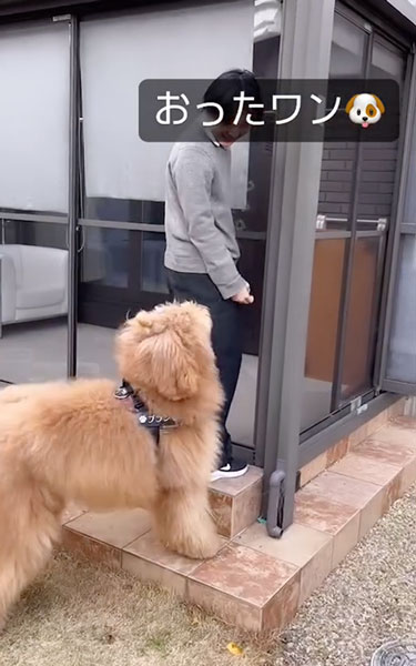 追いかけっこをするデカワンコ