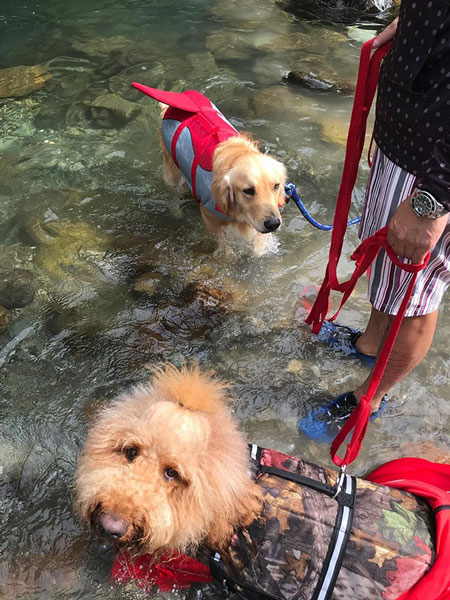 友達ワンコと渓谷へ