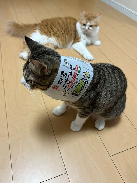 納豆になってしまった猫