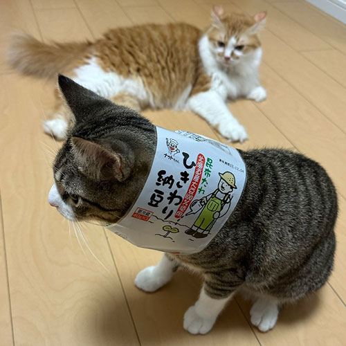 納豆になってしまった猫