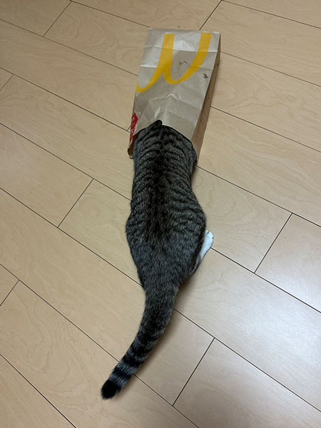 マクドナルドの袋をかぶる猫