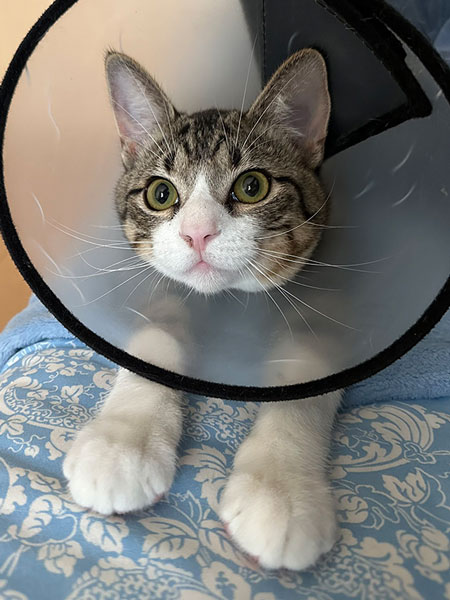 マクドナルドの袋をかぶる猫