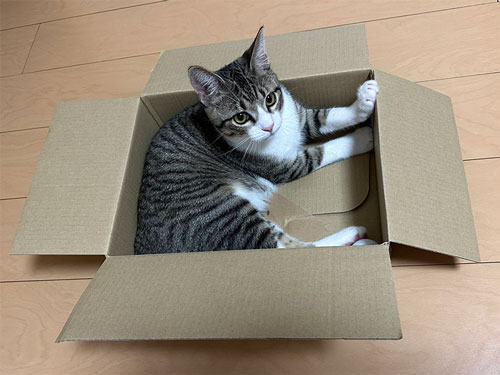 丁度いい箱ゲット