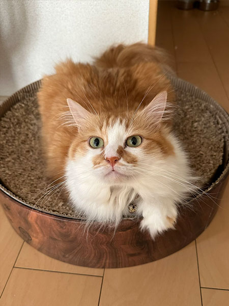 あふぁ〜ちゃん