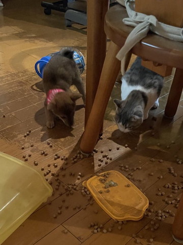 こぼれたカリカリ食べるわんにゃん