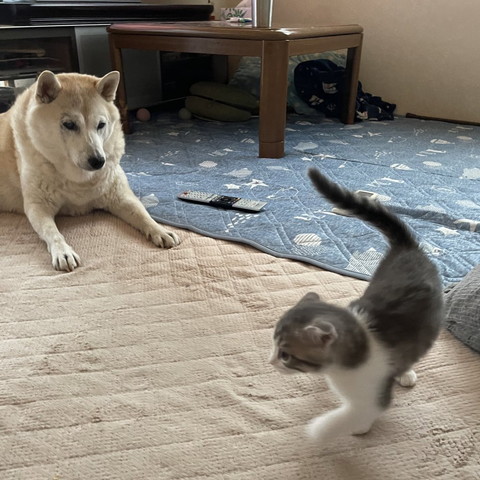 子猫見る成犬