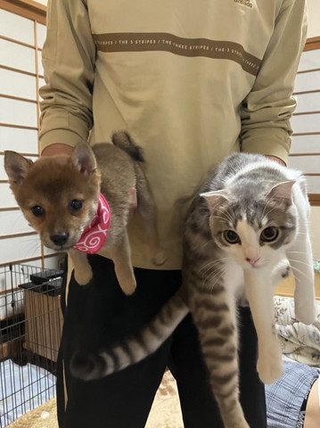 抱っこされるわんにゃん