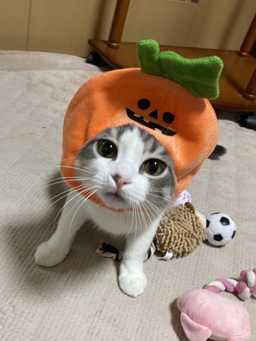 かぼちゃかぶる猫