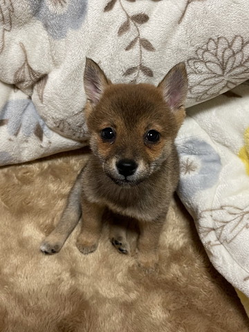 お座りしてる子犬