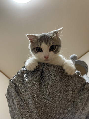 ハンモック猫ちゃん