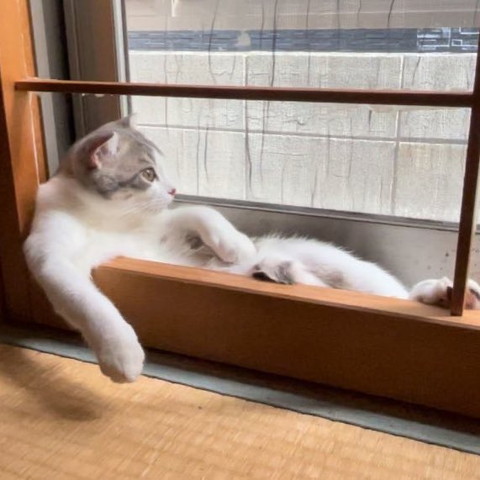 窓の外見てる猫