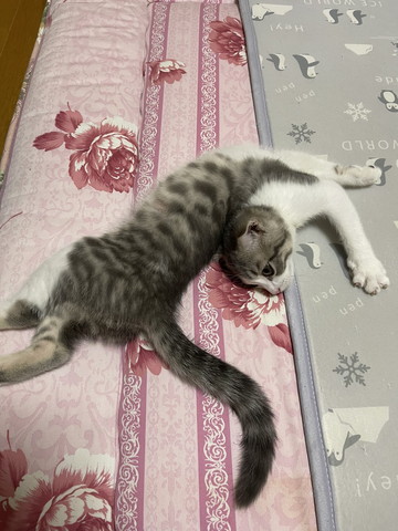 不思議な体勢でくつろぐ猫