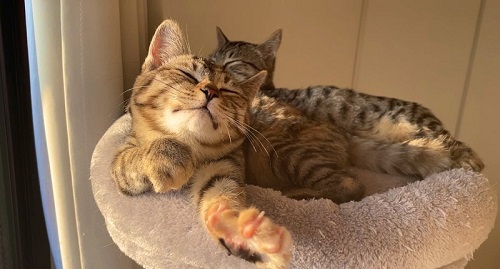 成長した猫