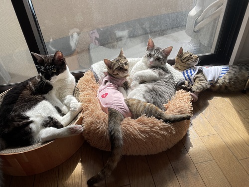 先住猫たち