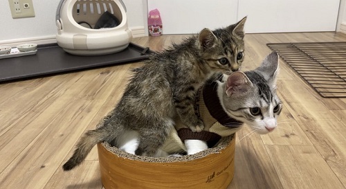 先住猫と子猫