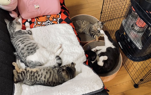 先住猫と子猫