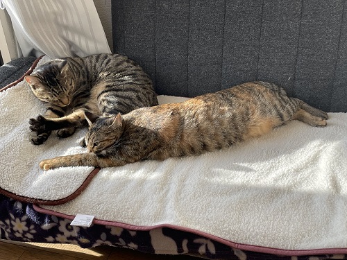 猫