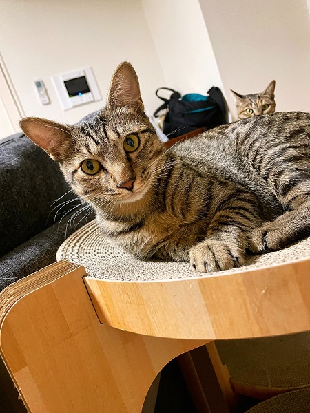 猫