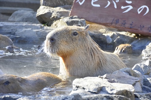 カピバラの長風呂対決