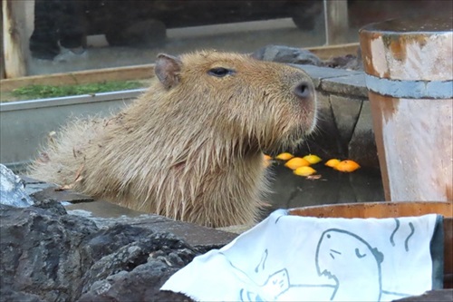 カピバラの長風呂対決